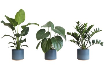 Obraz premium Three potted green houseplants in blue ceramic pots on white background