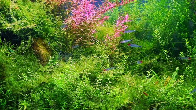 Micranthemum glomeratum and Rotala indica vegetation, planted overgrown ecosystem oxygenate air bubble, rummy-nose tetra fish shoal, Amano style aquascape, aquafarm petshop aquadesign, mental relax