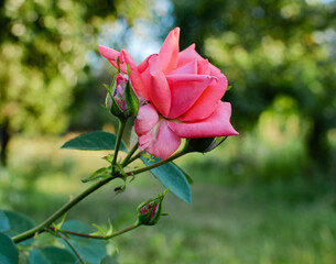 Bright red roses blooming in a sunny garden, showcasing the beauty and elegance of nature.