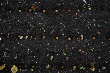 Close-up Onion sets for Planting in fresh dark soil. Early spring preparations for garden season. The process of sowing onion seeds in open ground. How to Grow Onions.