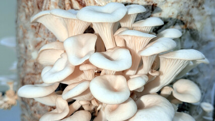 Pleurotus Ostreatus Mushroom - Oyster Mushroom