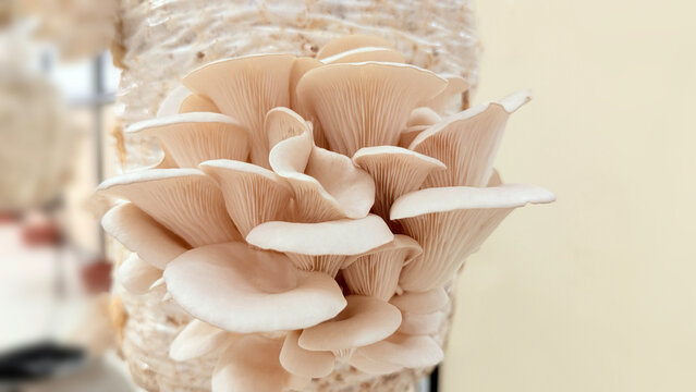 Pleurotus Ostreatus Mushroom - Oyster Mushroom