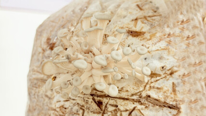 Pleurotus Ostreatus Mushroom - Oyster Mushroom