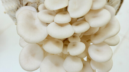 Pleurotus Ostreatus Mushroom - Oyster Mushroom