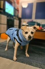 Hund mit seinem neuen Mantel