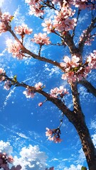 Blooming cherry blossoms against a vibrant blue sky with fluffy white clouds, capturing the essence of spring's renewal and natural beauty