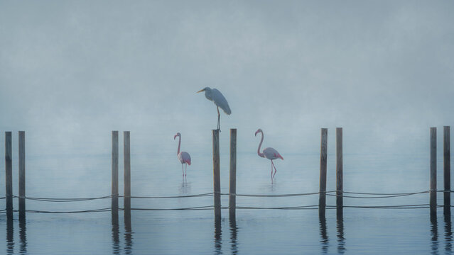 A purple heron perched on a wooden post in the marshes of the Elbro Delta, Spain, next to two flamingos.