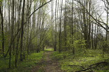Obraz premium Spring in the forest. A path and trees with the first soft green leaves. Forest landscape.