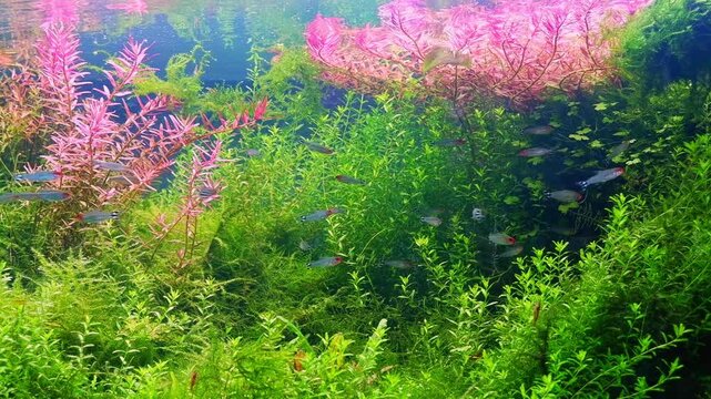 Dutch style planted overgrown ecosystem, Micranthemum glomeratum and Rotala indica oxygenate air bubble, rummy-nose tetra fish, Amano style aquascape, aquafarm petshop aquadesign, recreation hobby