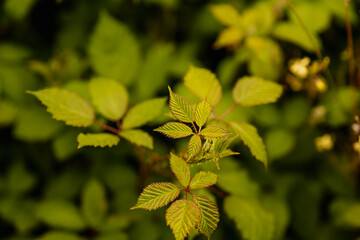 Close up of green leaves on a branch of blackberry in spring, Victoria, Australia