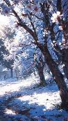 Sunlit Winter Wonderland A Path Through Snow-Kissed Trees Adorned with Delicate Blossoms, Evoking a Serene and Magical Seasonal Landscape in Nature's Embrace