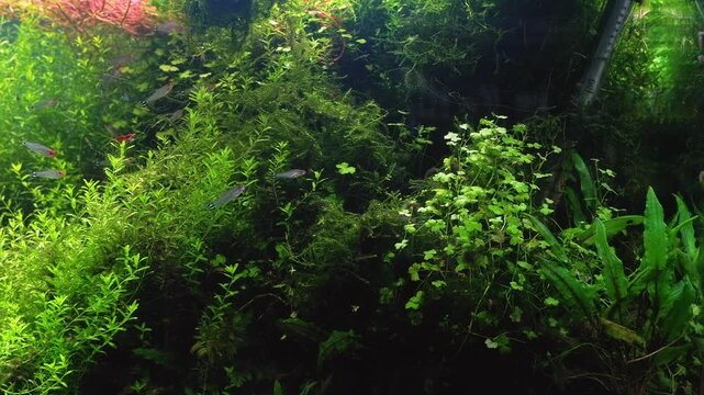 Dutch style planted overgrown ecosystem , Micranthemum glomeratum, Hydrocotyle tripartita, Cryptocoryne wendtii, rummy-nose tetra fish, aquascape detail, aquafarm petshop aquadesign, recreation hobby