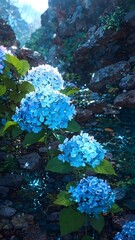 Hydrangeas in Bloom by a Rocky Stream - A Peaceful Nature Scene