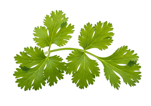 Fresh green coriander leaves sprig isolated on transparent background for culinary use