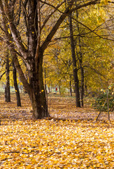 Walk path in the park covered by colorful autumn leaves. Season