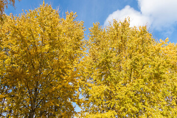 Shot of the colorful autumn trees. Season