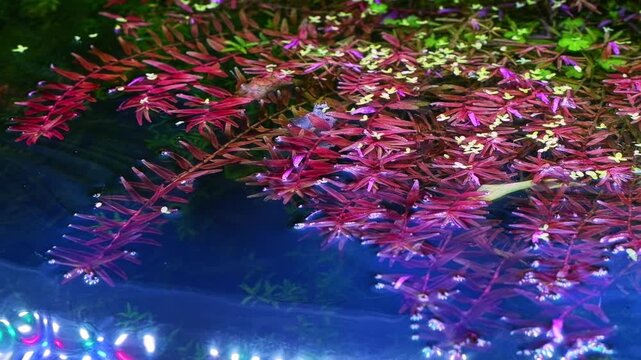 Rotala indica and Lemna minor aquatic plant move in wave flow, LED light reflection, biofilm on water surface, freshwater ryoboku aquascape, planted aquarium detail, flatlay top view, recreation hobby