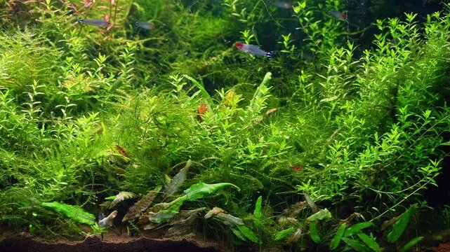 Dutch style planted ecosystem bottom, Micranthemum glomeratum, Rotala indica, Cryptocoryne wendtii, rummy-nose tetra fish, overgrown aquascape, LED light aquafarm petshop aquadesign, nature balance