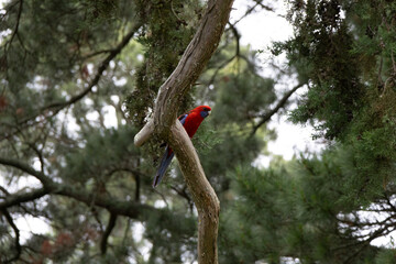 Crimson Rosella Parrot Perched in Tree