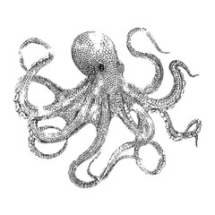 Fototapeta premium Detailed monochrome illustration of an octopus with curling tentacles on a white background