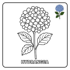Hydragea Flower Garden Children coloring page