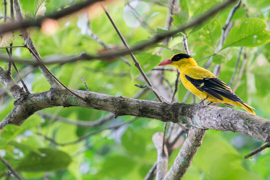 A Black-naped Oriole on a branch in the middle of the jungle in Asia, Singapore.