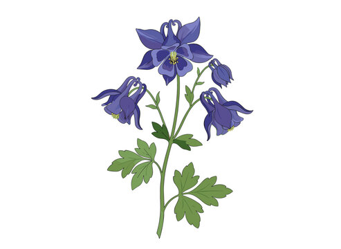 A realistic hand‑drawn illustration of Aquilegia, also known as granny’s bonnet, depicted alone against a white background, showcasing its delicate meadow wildflower form that is also used as a