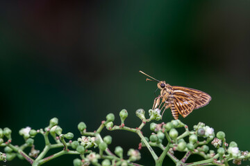 A Yellow Vein Lancer (Pyroneura latoia) is a small butterfly that rests on a plant with little flowers with a dark green soft background in Asia, Singapore.