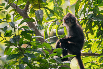A Raffles' Banded Langur sits on a branch with his arm holding a branch on the left. In the middle of leafs and branches, the monkey looks away in Asia, Singapore.