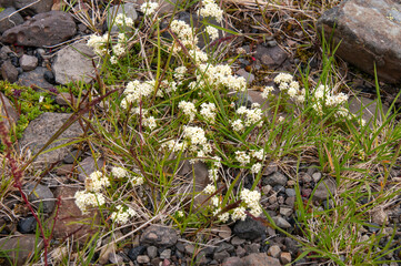 East Iceland, white flowering galium boreale or northern bedstraw plant