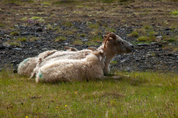Hnappavellir Iceland, shorn sheep resting in field