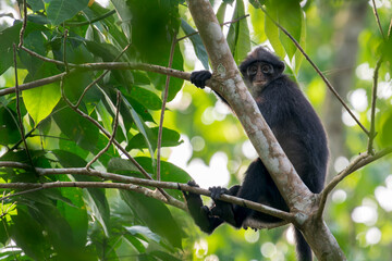 A adult Raffles' Banded Langur sits behind a tree trunk on the right of the photo. In the middle of leafs and branches, the monkey looks at the camera in Asia, Singapore.