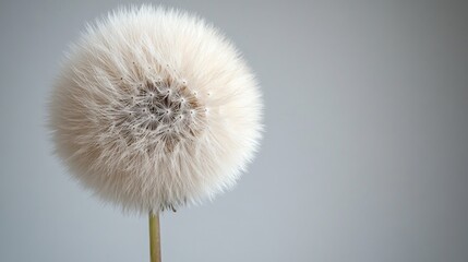 Close-up of a fluffy dandelion seed head