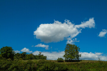 Obraz premium Kulturlandschaft mit Walnußbäumen