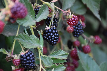 Fresh Blackberries: A Close-Up of Juicy Summer Berries