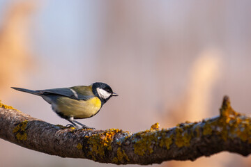 Fototapeta premium Great tit perched on a moss-covered branch in soft natural light. Detailed portrait of a wild bird in its natural environment. 