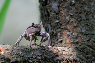 Violet Vinegar Crab (Episesarma versicolor) walks on a branch with the tree trunk on the right side in Asia, Singapore.