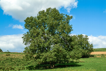 Obraz premium Kulturlandschaft mit Walnußbäumen