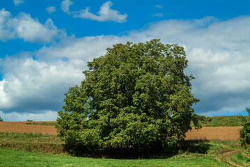Kulturlandschaft mit Walnußbäumen