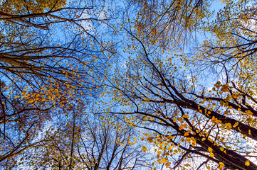 Waldbäume mit Durchblick zum Himmel