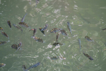 Spotted Scat (Scatophagus argus) swimming in the wild in Asia, Singapore.