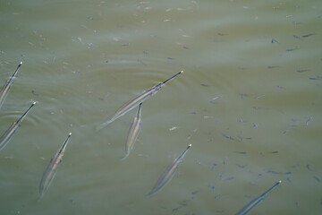 Northern River Garfish (Zenarchopterus buffonis) on the surface which make their yellow snout visible in Asia, Singapore.