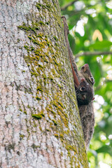 Sunda Colugo hangs against a tree trunk with a cute young one holding on to her. The colugo is on the right side of the tree trunk in Asia, Singapore.