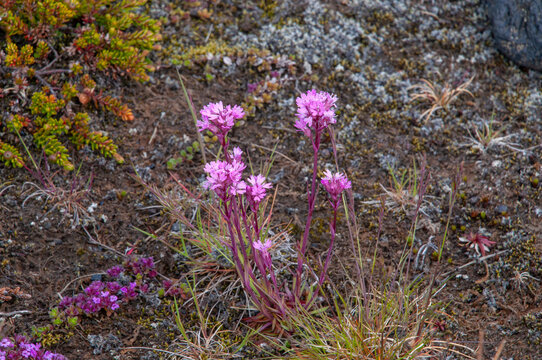 Katla Geopark Iceland, flowering silene suecica growing in rocky soil