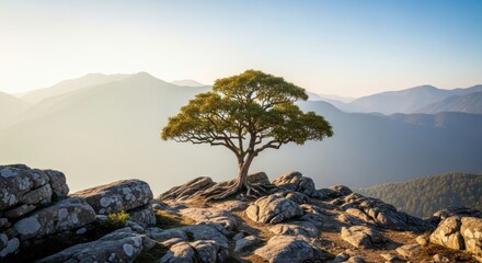 Lone Tree on Mountain Peak at Sunrise