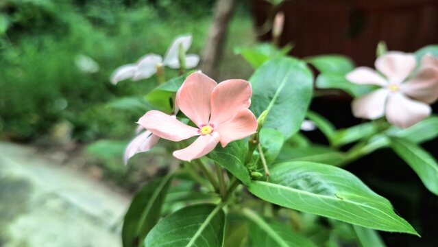 Closeup of Pink Rose Periwinkle Madagascar Flower Catharanthus roseus Tropical Botanical Plant with Green Leaves in Natural Light