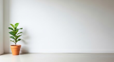 Fiddle Leaf Fig Plant in Terracotta Pot Minimalist Interior Design