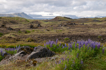 South Iceland, view across meadow to snow capped mountains on an overcast day