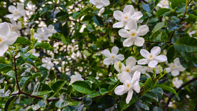 Close-up of fresh white flowers blooming among glossy green leaves after rainfall - Powered by Adobe