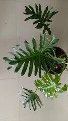 Shiny tropical Philodendron leaves, perfect for botanical designs, modern decor themes, and natural lifestyle visuals.
